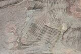 Ordovician Trilobite Mortality Plate - Tafraoute, Morocco #218699-2